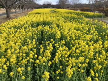 �����񍐎ʐ^